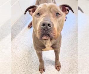Mutt Dogs for adoption in Houston, TX, USA