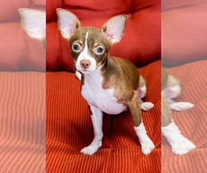 Medium Photo #1 Chihuahua-Unknown Mix Puppy For Sale in Miami, FL, USA