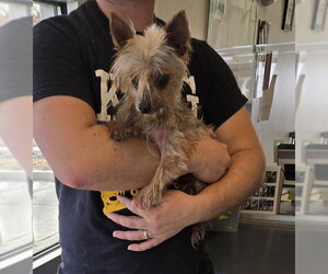 Mutt Dogs for adoption in Plano, TX, USA