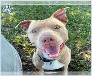 American Bulldog Dogs for adoption in Sugar Land, TX, USA