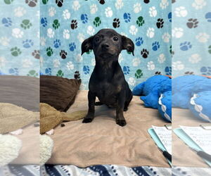 Doxie-Pin Dogs for adoption in Chico, CA, USA