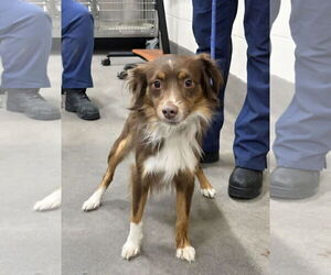 Mutt Dogs for adoption in Martinsburg, WV, USA