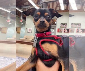 Miniature Pinscher Dogs for adoption in Skokie, IL, USA