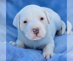Boxador Dogs for adoption in San Diego, CA, USA