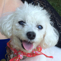 Poodle (Toy) Dogs for adoption in Fairfax, VA, USA