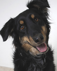 Australian Shepherd Dogs for adoption in Eden Prairie, MN, USA