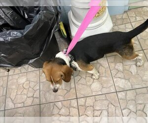 Beagle Dogs for adoption in Naples, FL, USA