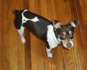 Medium Photo #1 Rat Terrier-Unknown Mix Puppy For Sale in Irving, TX, USA