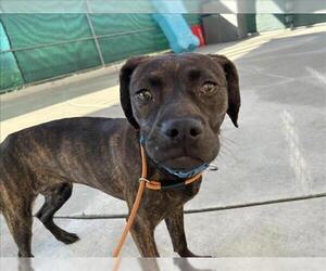 Mutt Dogs for adoption in Martinez, CA, USA