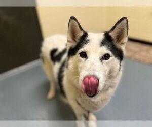 Siberian Husky Dogs for adoption in Denver, CO, USA