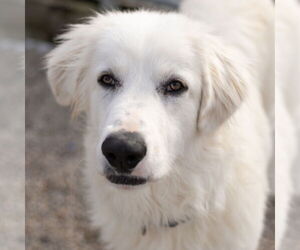 Great Pyrenees-Unknown Mix Dogs for adoption in Jefferson, WI, USA