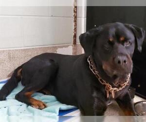 Rottweiler Dogs for adoption in Tavares, FL, USA