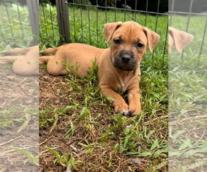 American Pit Bull Terrier Dogs for adoption in Alexandria, VA, USA