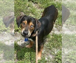 Basset Hound-Catahoula Leopard Dog Mix Dogs for adoption in Fort Lauderdale, FL, USA