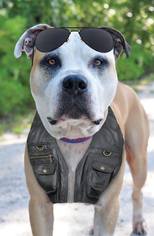 Bulloxer Dogs for adoption in Spring Lake, NJ, USA
