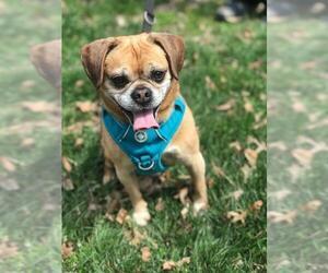 Puggle Dogs for adoption in Lawrenceville, NJ, USA