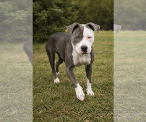 Mutt Dogs for adoption in Rustburg, VA, USA