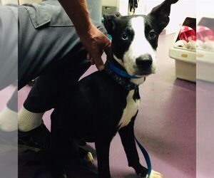 American Pit Bull Terrier-Unknown Mix Dogs for adoption in Long Beach, CA, USA