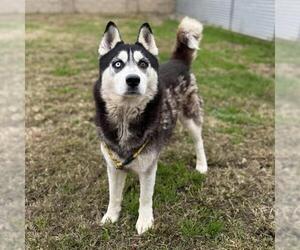 Siberian Husky Dogs for adoption in Modesto, CA, USA