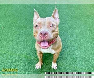 American Pit Bull Terrier-Unknown Mix Dogs for adoption in West Palm Beach, FL, USA