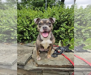 American Pit Bull Terrier-Chihuahua Mix Dogs for adoption in Catasauqua, PA, USA