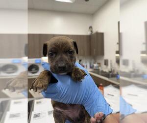 American Pit Bull Terrier-Unknown Mix Dogs for adoption in Baytown, TX, USA