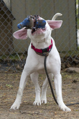 Boxador Dogs for adoption in Mason, MI, USA
