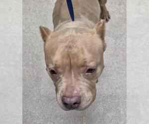 American Pit Bull Terrier Dogs for adoption in Bakersfield, CA, USA