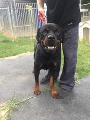 Rottweiler Dogs for adoption in Bauxite, AR, USA