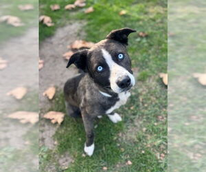 Aussie Siberian Dogs for adoption in Riverside, CA, USA