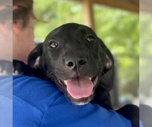 Labrador Retriever-Unknown Mix Dogs for adoption in Yardley, PA, USA