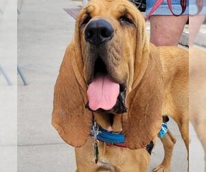 Bloodhound Dogs for adoption in Kansas City, MO, USA
