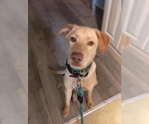 Labrador Retriever-Unknown Mix Dogs for adoption in Myrtle Beach, SC, USA