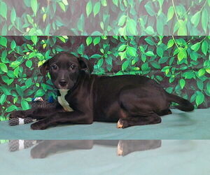 American Pit Bull Terrier-Unknown Mix Dogs for adoption in Wetumpka, AL, USA