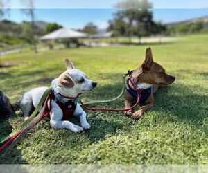 Chihuahua-Unknown Mix Dogs for adoption in Lake Elsinore, CA, USA