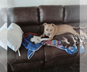 Mutt Dogs for adoption in  Gainesville, FL, USA