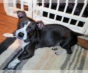 Boston Terrier-Unknown Mix Dogs for adoption in Rutherfordton, NC, USA