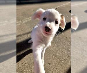 Maltichon Dogs for adoption in Oakley, CA, USA