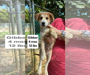 Retriever -Unknown Mix Dogs for adoption in Virginia Beach, VA, USA