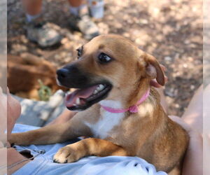 Jack-Rat Terrier Dogs for adoption in Bandera, TX, USA