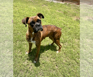 Boxer Dogs for adoption in Dumont, NJ, USA