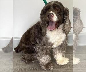 Cocker Spaniel Dogs for adoption in Westminster, MD, USA