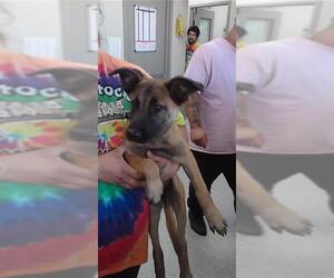 Mutt Dogs for adoption in Pasadena, TX, USA