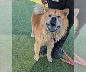 Chow Chow Dogs for adoption in Camarillo, CA, USA