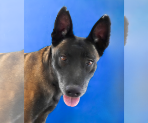 Mutt Dogs for adoption in Pasadena, CA, USA
