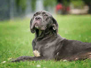 Neapolitan Mastiff Dogs for adoption in Norfolk, VA, USA