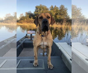 Brazilian Mastiff Dogs for adoption in Jasper, AL, USA