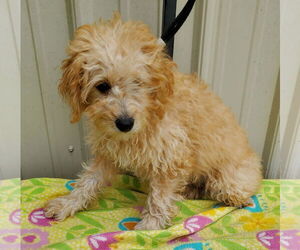 Poodle (Miniature) Dogs for adoption in Mountain View, MO, USA
