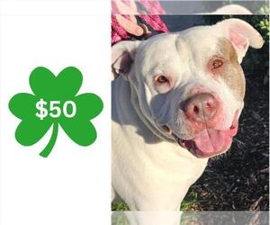 American Bulldog Dogs for adoption in Santa Cruz, CA, USA