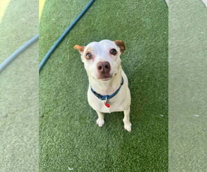 Chihuahua-Unknown Mix Dogs for adoption in Tempe , AZ, USA